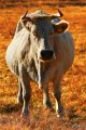 038 Una mucca Autunnale.jpg